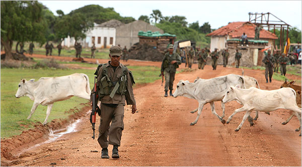 Herd Of Cows. A herd of cows, abandoned by