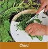 chard
