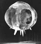 Thermonuclear fireball