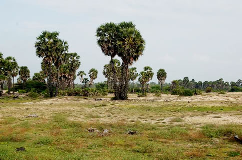 Mannar landscape Feb 2010