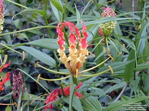 Gloriosa lily